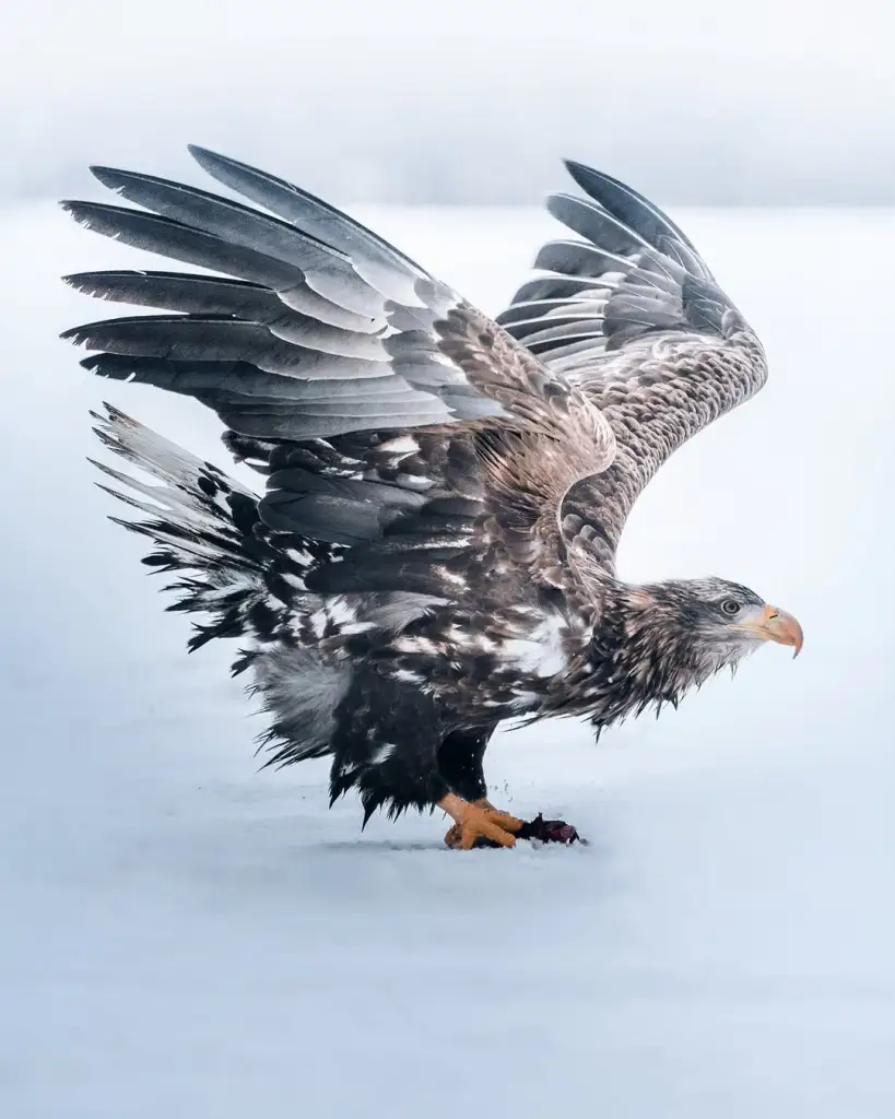 Snowy mountain landscape in soft blue tones by Tobias Hägg